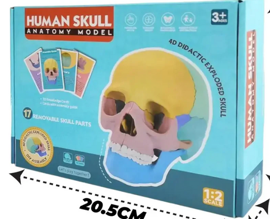 Kit de Anatomía para Niños 🧠